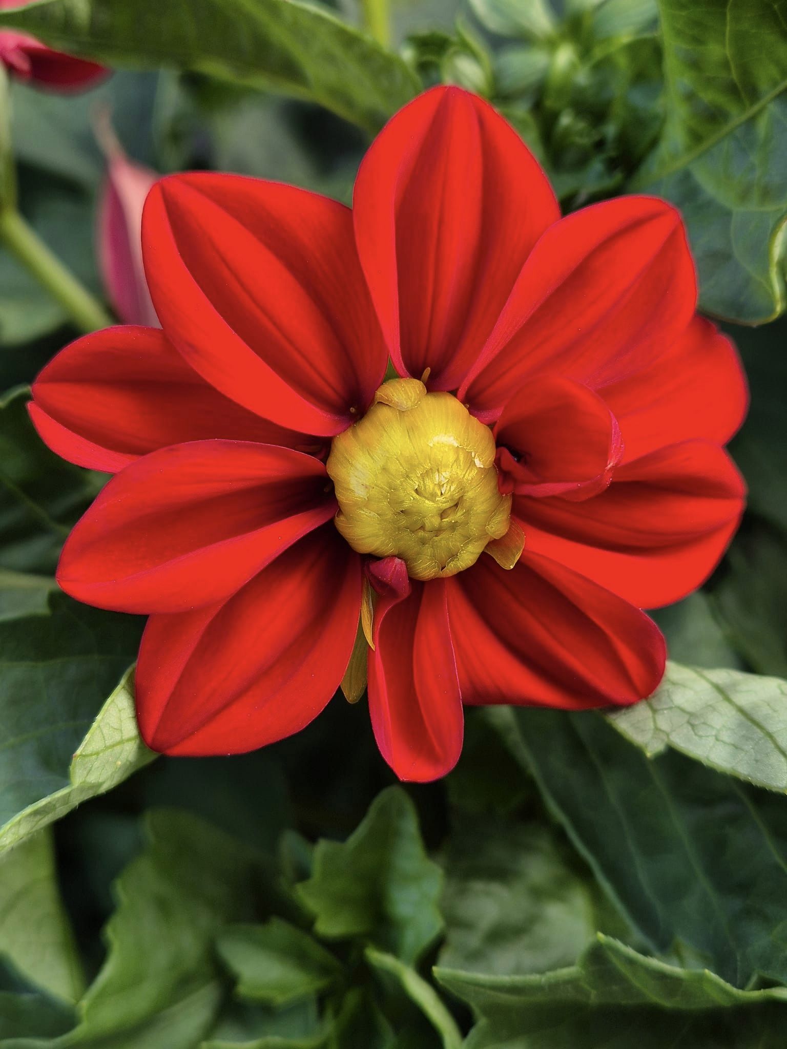 Red Dahlia Flower